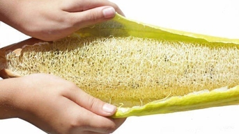 វេជ្ជបណ្ឌិតបង្កើតអេប៉ុង loofah ដើម្បីស្រូបយកប្រេង និងមីក្រូប្លាស្ទិក