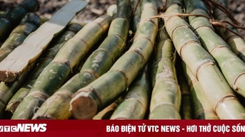 Bài toán nguồn cung và nhu cầu tiêu thụ của ngành mía đường Việt Nam