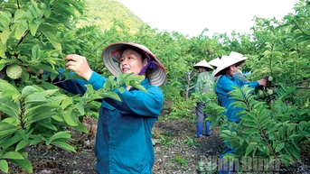 Đảng bộ huyện Nho Quan Nửa nhiệm kỳ tạo niềm tin động lực phát triển
