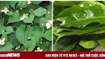 5 loại cây nấu nước uống tốt cho sức khoẻ