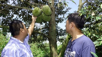 នៅកន្លែងមួយនៅ Ben Tre មនុស្សដាំ "ដើមឈើរាប់ពាន់លានដុល្លារ" តើពួកគេដាំទុរេនដែលផ្ទះខ្លះរកបាន 3 ពាន់លាន/ហិកតាដោយរបៀបណា?