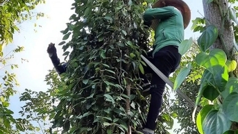 Thị trường hồ tiêu có thể sẽ phục hồi và phát triển trở lại?