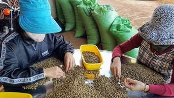 Nhiều yếu tố thúc đẩy xuất khẩu cà phê tăng cao trong năm 2024