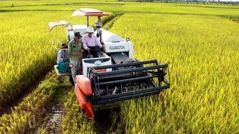 Cần điều kiện gì để trồng lúa giảm phát thải được hỗ trợ từ 5-15 tỷ đồng?