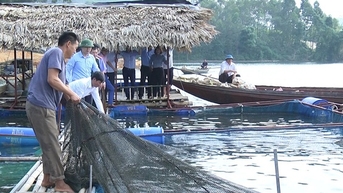 Hồ Thác Bà, hồ nước nhân tạo rộng thứ 4 của Việt Nam, dân Yên Bái bắt bán 8.500 tấn cá/năm