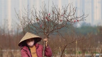 Làng đào La Cả rực rỡ cuối năm, giá cao hơn do bão số 3