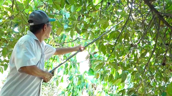 Đi chợ quê, hái trái cây trong vườn ở Củ Chi
