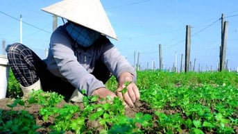 Giá rau xanh tăng cao, nông dân Huế kỳ vọng vụ Tết thắng lớn