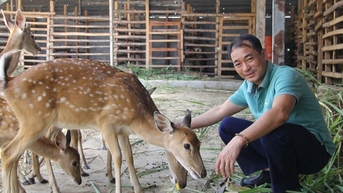 Nuôi hươu sao vốn là động vật hoang dã, nông dân Ninh Thuận cắt nhung bán mà giàu hẳn lên