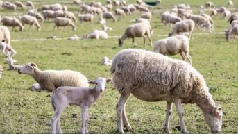 Virus gây bệnh lưỡi xanh phát tán khắp nơi tại Bỉ