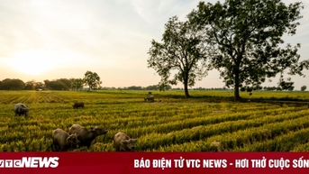 Mùa gặt bình dị ở ngoại thành Hà Nội