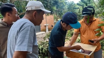 Ong dú, con động vật bé tí ti, nông dân Bà Rịa-Vũng Tàu nuôi thành công, bán mặt như bán vàng