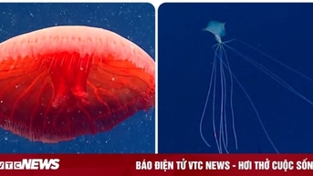 សត្វអាថ៌កំបាំងនៅបាតសមុទ្រ ដែលធ្វើឲ្យអ្នករំភើប និងភ័យខ្លាច