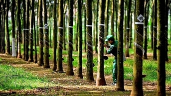 Cao su Việt Nam còn nhiều dư địa để xuất khẩu sang Hoa Kỳ