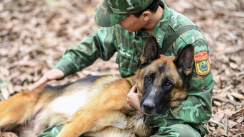 Chó nghiệp vụ sẽ được đào tạo tham gia gìn giữ hòa bình