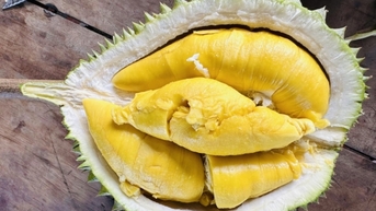 Giá sầu riêng Musang King thu mua tại vườn hơn 400.000 đồng/kg