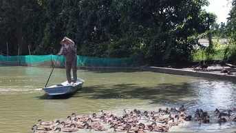 Vịt trời, con động vật hoang dã bay tài bay giỏi này nuôi thành công ở Sóc Trăng, là con đặc sản