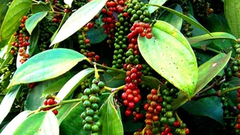 Tăng mạnh nhờ triển vọng tích cực từ thị trường