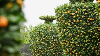 Chưa đến Tết, quýt ‘bình hút lộc’ khổng lồ giá chục triệu đồng đã cháy hàng