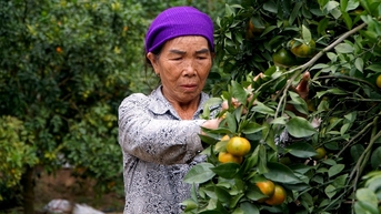 Vợ chồng lão nông Thanh Hóa bỏ túi tiền tỷ mỗi năm nhờ vườn cây ăn quả