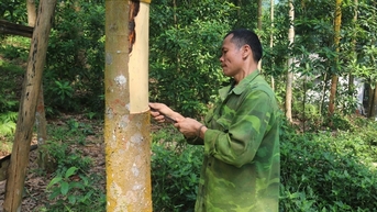 Trồng quế thành rừng, toàn cây to bự, cả làng, cả xã ở Lào Cai nhà nào cũng giàu lên trông thấy