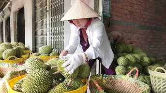 Gần 1.400 tỷ đồng ngăn mặn cho vùng sầu riêng xuất khẩu