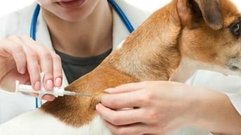 84 người tử vong do bệnh dại, vì đâu nên nỗi?