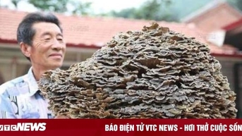 Lão nông tìm được 'cây nấm dại', đại gia vừa thấy đã đòi trả tiền tỷ mua lại