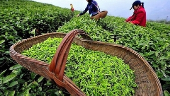 Top 3 thị trường xuất khẩu chè lớn nhất của Việt Nam
