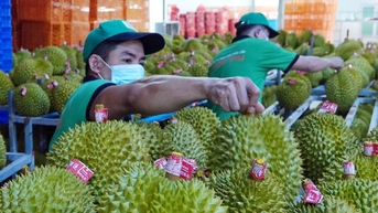 Khởi đầu như mơ, xuất khẩu rau quả tháng 1 đạt gần nửa tỉ USD