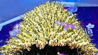 Cận cảnh chậu hoa lan hồ điệp dát vàng, đính kim cương rao bán gần 4 tỷ đồng