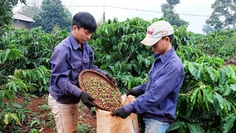 Tín hiệu tích cực về dữ liệu tồn kho, giá cà phê xuất khẩu chấm dứt chuỗi tăng