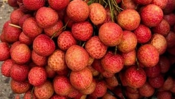Ảnh hưởng nguồn cung, xuất khẩu vải thiều giảm mạnh