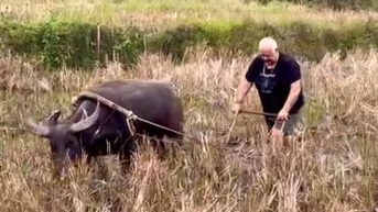 Khách Tây sang Việt Nam du lịch, thích thú nhổ cỏ, nấu cám lợn, dắt trâu đi cày