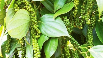Nguồn cung còn thiếu, giá tiêu có tăng mạnh như đầu năm?