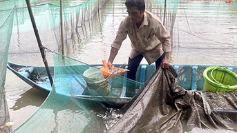 Mùa nước nổi Hậu Giang, các loại cá giống, kể cả cá đồng đều tăng giá 10% khi dân nuôi cá ruộng