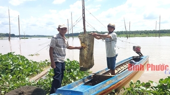 Ra dòng sông Sài Gòn chảy qua nơi này của Bình Phước, thấy dân kéo vó bè bắt toàn cá ngon
