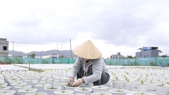 Thời tiết thất thường, nông dân Đà Nẵng lo lắng vụ hoa Tết