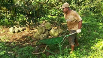 Cẩn trọng khi mua bán sầu riêng