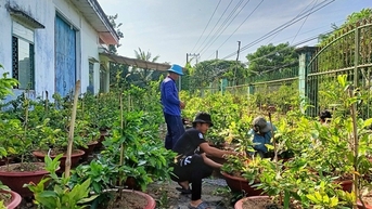 Vườn mai vàng tiền tỷ đẹp như phim ở An Giang, có loại mai vàng độc lạ ra bông tới 150 cánh