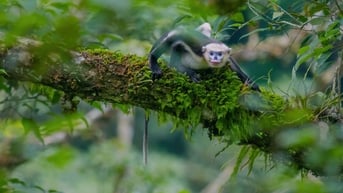 Đi tìm kho báu của rừng già
