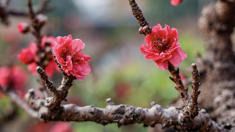 ផ្កា peach ភាគខាងជើងនៅលើខ្ពង់រាប Dak Lak មានភាពអ៊ូអរសម្រាប់ Tet