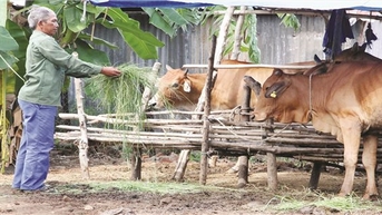 Liên Sơn ngày mới