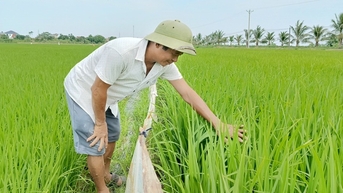 Từng bị gọi là "gã điên", nay ông nông dân Thái Bình có 25ha lúa, mỗi năm thu 200 tấn thóc