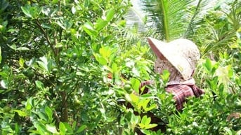 Đây là các loại trái cây giải nhiệt đang tăng giá tốt ở Vĩnh Long, trái thơm mật bán 35.000 đồng