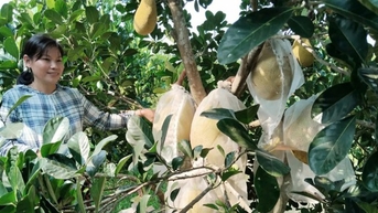 Ở Kiên Giang, dân trồng mít ruột đỏ thành công, hễ cắt bán là thương lái tranh nhau mua