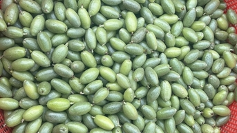Loại quả chua lè trước cho không ai lấy, nay bán giá 430.000 đồng/kg