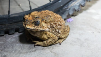 សាច់ Toad មិនមានជាតិពុលទេ ហេតុអ្វីអាចបណ្តាលឱ្យស្លាប់?
