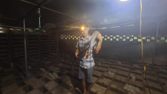 Nuôi rắn hổ mang, động vật hoang dã, một người Thái Nguyên bỏ túi 400-500 triệu/năm ngon ơ