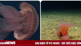 Những sinh vật bí ẩn dưới đáy đại dương